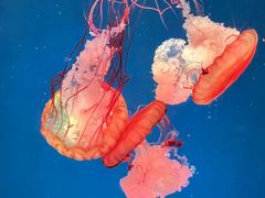 -海合安青岛极地海洋公园