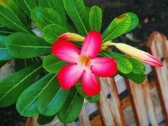 -北京植物园-展览温室