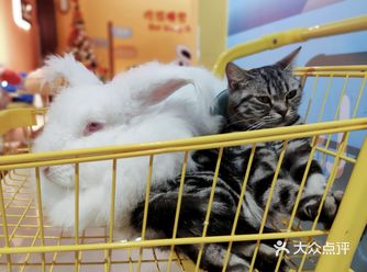 郑州首家安哥拉巨兔&体验馆开业啦~ 里面很多安哥拉巨