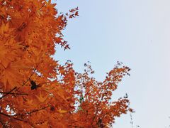 -遵化市禅林寺古银杏风景园