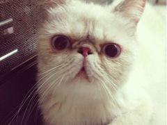 可爱的喵-喵园·猫主题咖啡厅·撸猫·猫咖(国贸店)