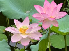-荔湾湖公园