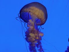 -上海海洋水族馆