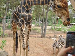 -清迈夜间动物园