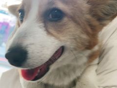 -宠福鑫康馨动物医院·骨科·眼科