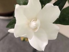 -爱尚幸福鲜花(上地实体店)