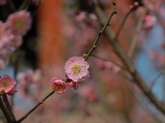 -梅花山(明孝陵内)