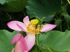 -莲花池公园