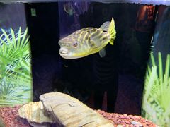 -上海海洋水族馆