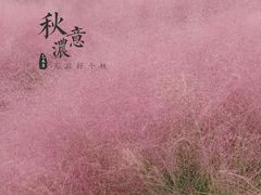 -金卉庄园