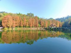 -深圳仙湖植物园