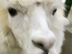 -上海大自然野生昆虫馆(东方明珠·爬宠昆虫探索中心)