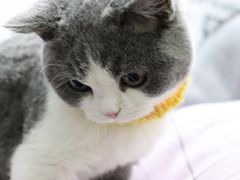 -艾贝尔宠物医院·狂犬免疫点(江山金象城店)