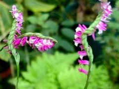 -国家植物园南园