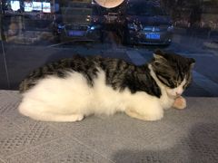 -平行世界·猫咖(首经贸店)