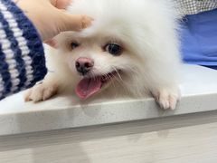 -博特宠物医院24h犬猫全科.骨科·异宠