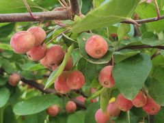 -北京麋鹿生态实验中心