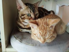 -Cappucimeow猫咪咖啡馆(韦伯时代店)