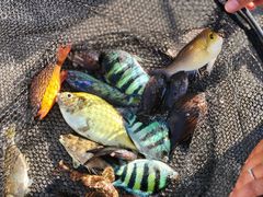 -小猫钓鱼海钓俱乐部(椰梦长廊店)