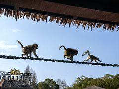 -上海野生动物园