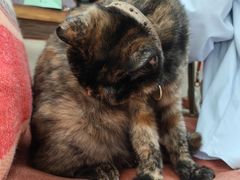 -Sirena海妖日咖夜酒