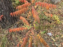 -帽儿山国家森林公园