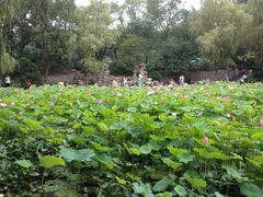 iphone_upload_pic-莲湖公园
