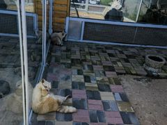 -西霞口神雕山野生动物世界