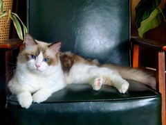 -萌兽医馆·宠物医院·猫骨科(创景店)