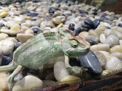 -石家庄市动物园