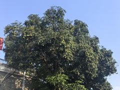 -长洲岛