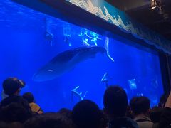 -烟台海昌鲸鲨海洋公园