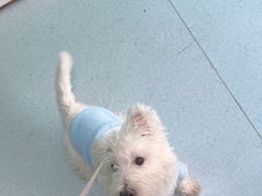 -汪喵宠物医院·骨科心脏影像·犬猫急重症ICU诊疗中心(成华分院)