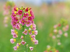 -中国天府农业博览园