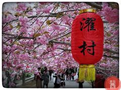 -莱阳濯村樱花园