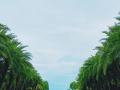 -三亚海棠湾万丽度假酒店