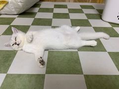 -lincat·猫舍(广州店)