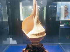 -贝壳王国博物馆