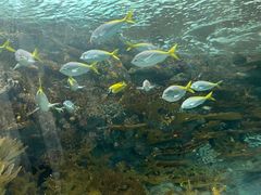 -上海海洋水族馆