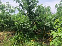 -南汇新场正宗水蜜桃采摘