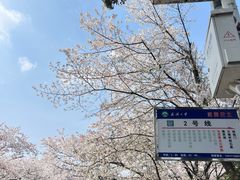 -武汉大学-樱园