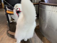 -宠颐生斯嘉宠物医院·急重症·心内科(谷阳北路分院)