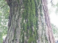 -苏州上方山国家森林公园