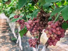 -金谷域澳洲庄园