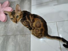 -楼上猫咖(罗湖店)