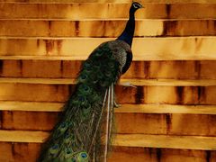 -燕塞湖鸟语林景区