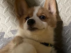 -达爱动物医院·犬猫分区·CT·复杂眼科(远洋山水分院)