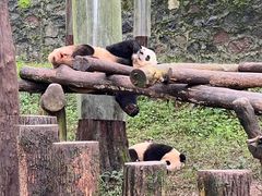 -都江堰中华大熊猫苑