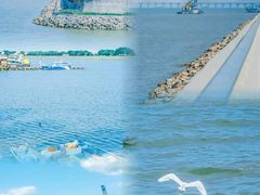 -大湾区中央湿地公园