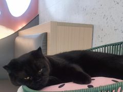 -喵园·猫主题咖啡厅·撸猫·猫咖(国贸店)